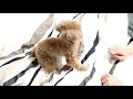 5日ぶりに再会した飼い主をお迎えする犬の反応は！？【トイプードルのコロン】