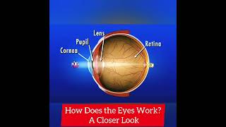 Unlocking the mysteries of vision: Discover how eyes work.