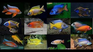 Cave of the Cichlids | Cichlids of Lake Malawi - Ep4