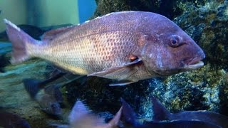 鹿児島水族館で水槽のさかな