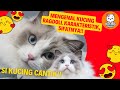 Ingin Pelihara Kucing Ragdoll? Kenali Ciri-ciri Kucing Ragdoll, Karakteristik dan Sifatnya