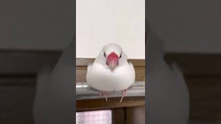 もちもちふわふわぽちょっとしてる白文鳥ミルキー☆Java Sparrow Milky.