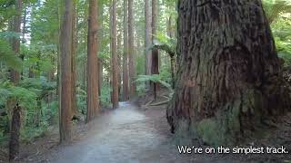 The Redwoods – Whakarewarewa Forest (Rotorua, NZ) 03 January 2025