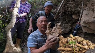 कोपाहरू संग जङ्गलमा बन तरूल 🍠 खनियो/Ban Tarul/Edible Roots Tarul Tubers Yam Roots/Sikkim/Nepali Vlog