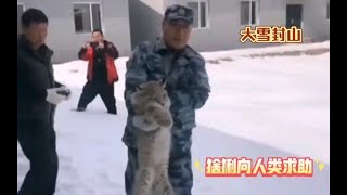 大兴安岭“山狸子”猞猁，由于大雪封山没有食物，求助保护区人类~