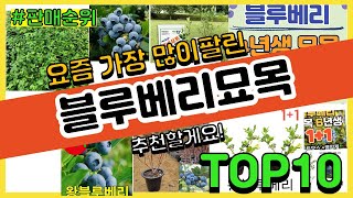 블루베리묘목 추천 판매순위 Top10 || 가격 평점 후기 비교