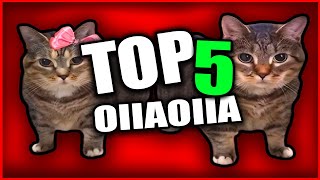 Top 5 OIIAOIIA Cat