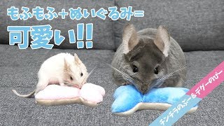 【チンチラ＆デグー】骨のおもちゃで犬みたいに遊ぶ姿がただただ可愛い！Chinchilla and Degu