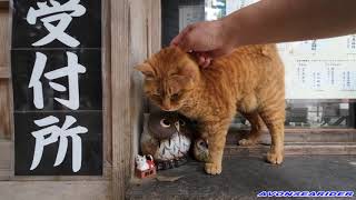 若い女の子に手を出すとこうなるよ笑　会津伊佐須美神社の野良猫