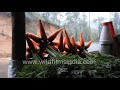 carrots being washed and cleaned in kerala prior to sale in rainy munnar