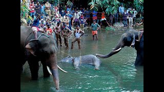 Kerala elephant death: Forest Dept begins probe