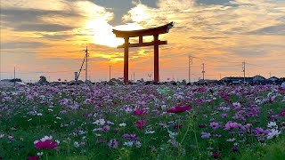 小泉稲荷 大鳥居周辺コスモス畑　〜2021年10月11日〜