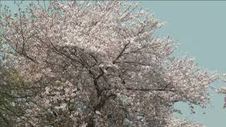 三重県木曽岬町　春の風景「鍋田川の桜」