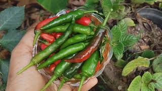 Chilly Harvesting | മുളകിന് ഇത്രേം ആരോഗ്യ ഗുണങ്ങൾ ഉണ്ടോ | എന്റെ കുഞ്ഞു തോട്ടത്തിലെ മുളക് പറിച്ചാലോ