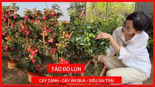 Táo Đỏ Lùn Siêu Trái trồng chậu ở Việt Nam. Sỉ, lẻ toàn quốc. Lh: 092.391.2111