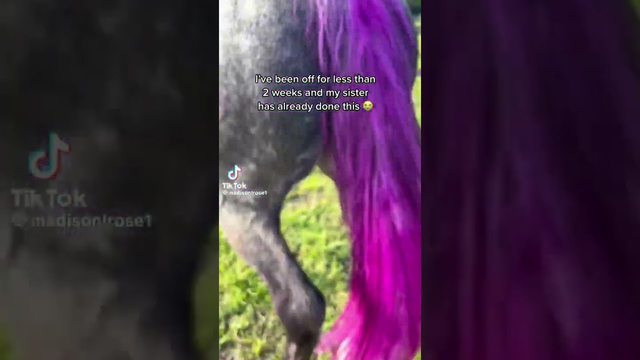 Funny Horse TikTok 🤣🤣🐴 - YouTube