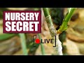 Rose Bud Grafting: How Top Rose Nurseries Do it!