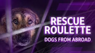 When Dog Rescues Go Wrong: The Dark Side of Overseas Adoptions