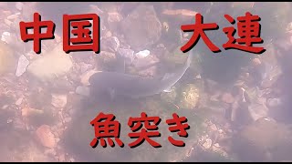 中国 大連の海にはどんな魚がいるのか？素潜り魚突きしてみた！！