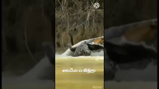 කොටියා vs කිඹුලා (TIger vs Crocodile)