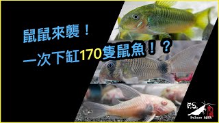 【翻缸必看 EP2】鼠鼠來襲!一次下170隻鼠魚?! cc字幕｜大帆白鼠、金線綠鼠、大帆熊貓鼠｜下缸分享｜水族日常｜我只是個養蝦的