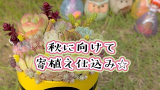 寄せ植え動画♡多肉植物♡多肉屋torepe♡トレペ