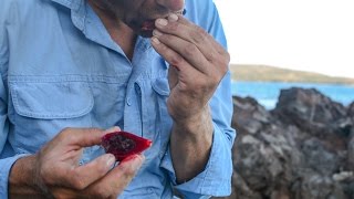 Survival! Eating Opuntia (prickly pear) cactus on Snake Island