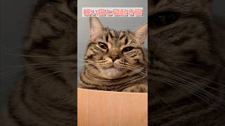 【猫動画】眠たい猫と寝起き猫が天使すぎる #shorts #猫 #cat