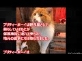 保護先の農家でヤギの出産を手助けした猫。産まれてきた子ヤギ達のベビーシッターとなる！そのネコの姿に思わず二度見して和む