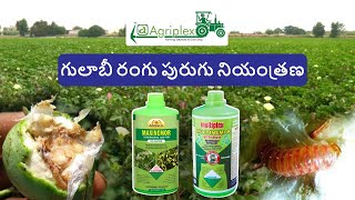 గులాబీ రంగు పురుగు నియంత్రణ | Pink Bollworm control | Cotton | Cotton insect | #cotton cultivation