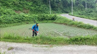 【農家のモーニングルーティン】 2021年6月10日ちゃめ仕事の田んぼ草刈り日記