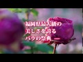 【グリーンパーク公式】秋のバラフェア2015tvcm