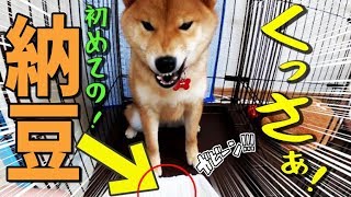 【柴犬】柴犬プウが初めて納豆を食べるとこうなる。【柴犬プウ】