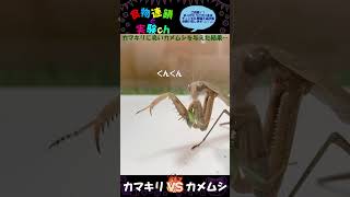 【閲覧注意】オオカマキリに臭いカメムシを与えた結果☛☛☛　※あくまで給餌目的です。 ＜生物観察　昆虫バトル　捕食　給餌　飼育　奇蟲＞#shorts