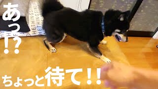 遊びたいけどトイレもしたい柴犬のまさかの行動がヤバい!【黒柴犬】【豆柴】【shiba inu】