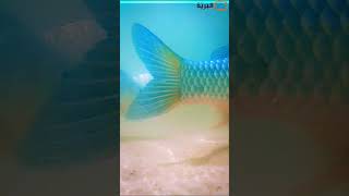 🦅🌞شاهد عقاب صائد الاسماك في صحراء الجزائر🐟🐠