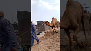 A camel is being unloaded from a truck #ytshorts #camelunloading #camel #animals #shorts #camellife