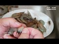 白灼蝦｜scalded shrimp｜2種白灼蝦方法及廣東人食白灼蝦豉油汁做法｜two methods of scalding shrimp｜soy sauce dip **字幕cc eng.sub*