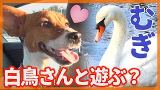 【わんこ】手賀沼の白鳥さんに遊んでもらったむぎの巻【犬動画】