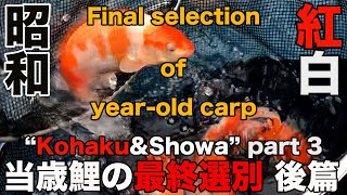 【錦鯉】当歳鯉の最終選別　後編（紅白＆昭和）Final selection of year-old carp part 3“Kohaku\u0026Showa” 【koi】