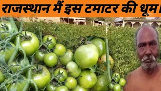 राजस्थान मैं उन्नत टमाटर की खेती 1 पौधे से 40 kg तक उत्पादन । tamatar ki kheti। namdhari 4266 tomato