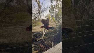 Aseel Morga ne jump kar diya 🐓.  #aseelmurga #shorts #eagles #viral #shortvideos #pets #birds