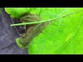 japan walking stick insect nanafushi﻿ ナナフシ