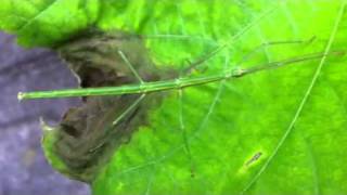 Japan Walking Stick Insect - Nanafushi﻿ ナナフシ