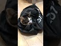 #猫、エスパーを引き継ぐ#shorts#猫 #ねこ#ネコ #猫動画 #猫のいる暮らし #cat