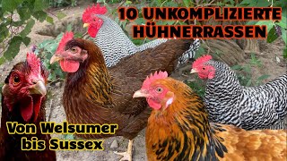 10 unkomplizierte Hühnerrassen mit schlichter Schönheit! Ruhige Hühner für Anfänger HAPPY HUHN E368