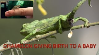 The moment Chameleon Giving Birth to a Baby captured..