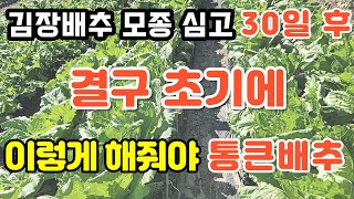 김장배추 모종심고 30일후 결구초기에 해줘야할일 김장배추물주는방법 김장배추한랭사걷어주기