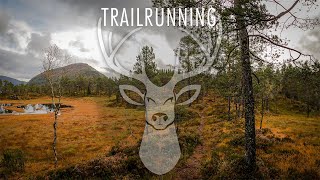 Virtual Run | Trail Running Into The Autumn Woods | Norway 4k | Nature Scenery