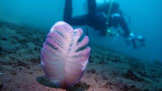 你不知道的巴厘岛，图蓝本的水下世界 Bali, the part you don’t know, underwater world in Tulamben 2019